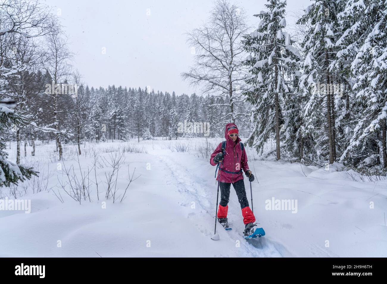nice senior woman snowshoing in heavy snow fall in a winterly forest ...
