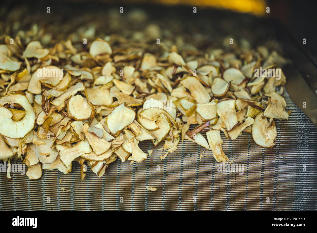 Sliced and dried apples on a conveyor belt in food processing facility ...