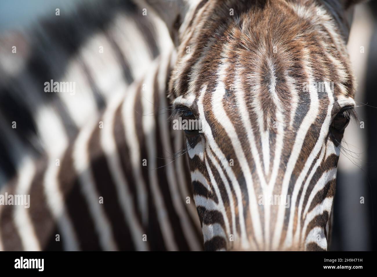 Close-up of a Burchell's Zebra's face, Greater Kruger Stock Photo