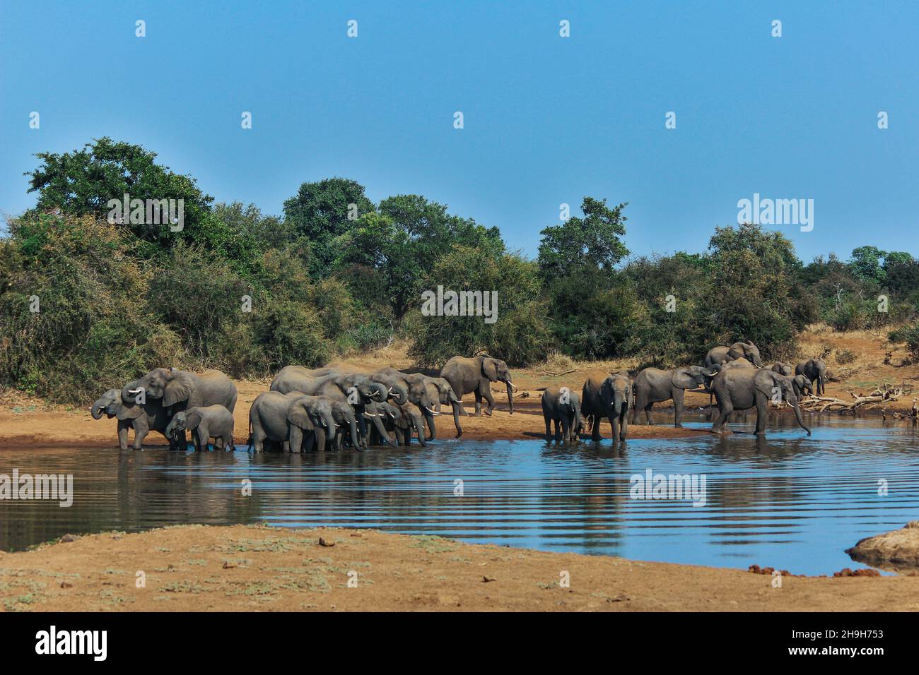 A wide angle shot of a large breeding herd of Elephants spread out drinking at a waterhole, Greater Kruger. Stock Photo