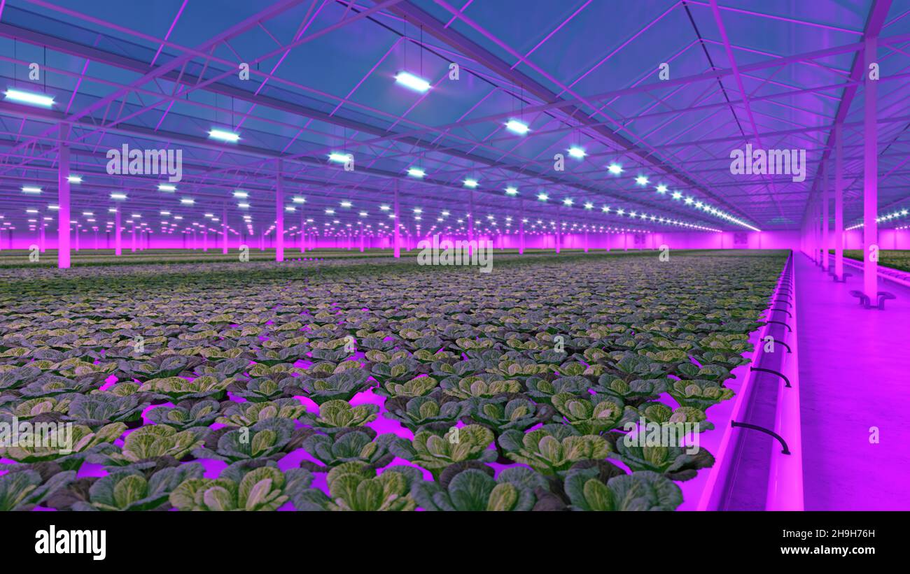 Industrial greenhouse with purple LED light. Hydroponic indoor