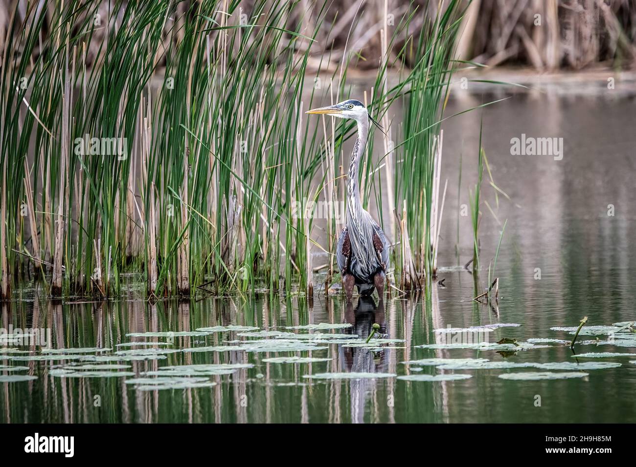 Great blue heron among the reed grass and lily pads in a small wetland pond in the springtime. Stock Photo