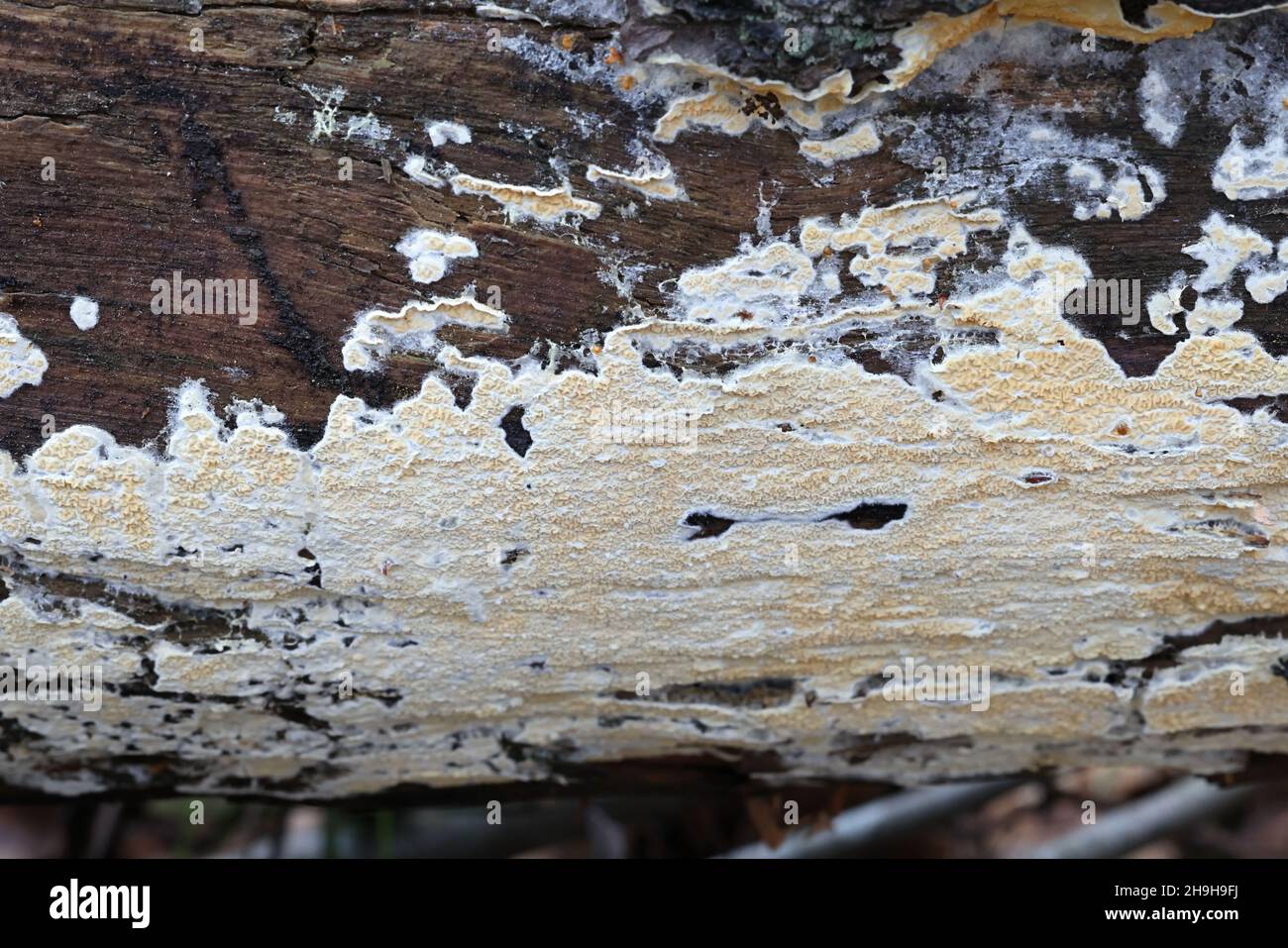 Leucogyrophana mollusca, commonly known as the warped orange crust, wild fungus from Finland Stock Photo
