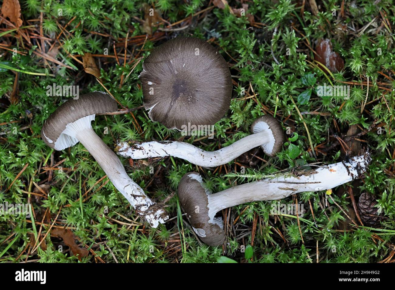 Hygrophorus camarophyllus, known as Arched Woodwax, wild mushroom from Finland Stock Photo