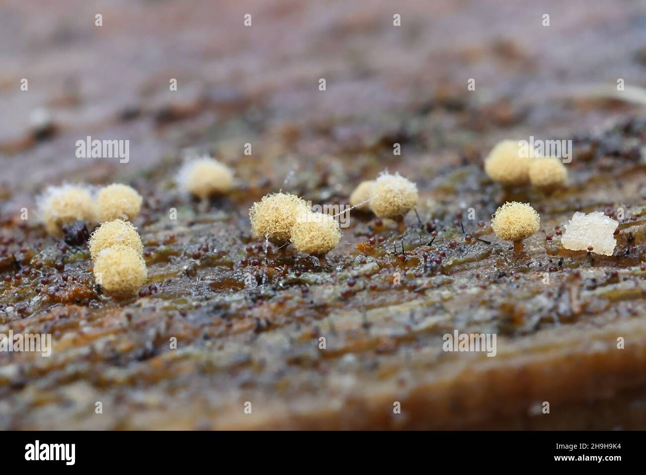 Arcyria pomiformis, a slime mold of the order Trichiales. no common English name Stock Photo