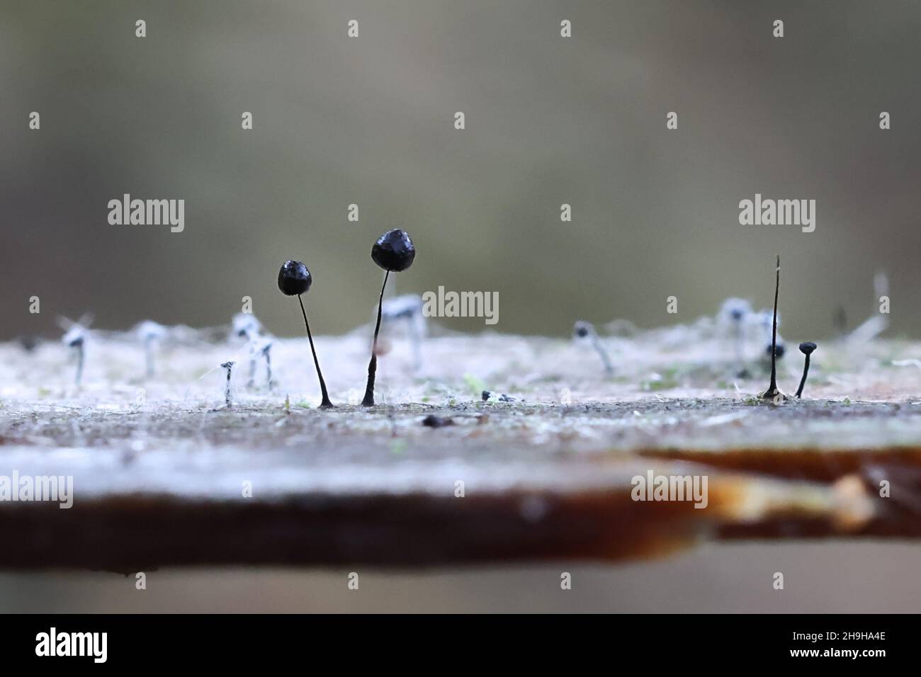 Comatricha nigra, a plasmodial slime mold, sporangia on decaying wood in Finland Stock Photo