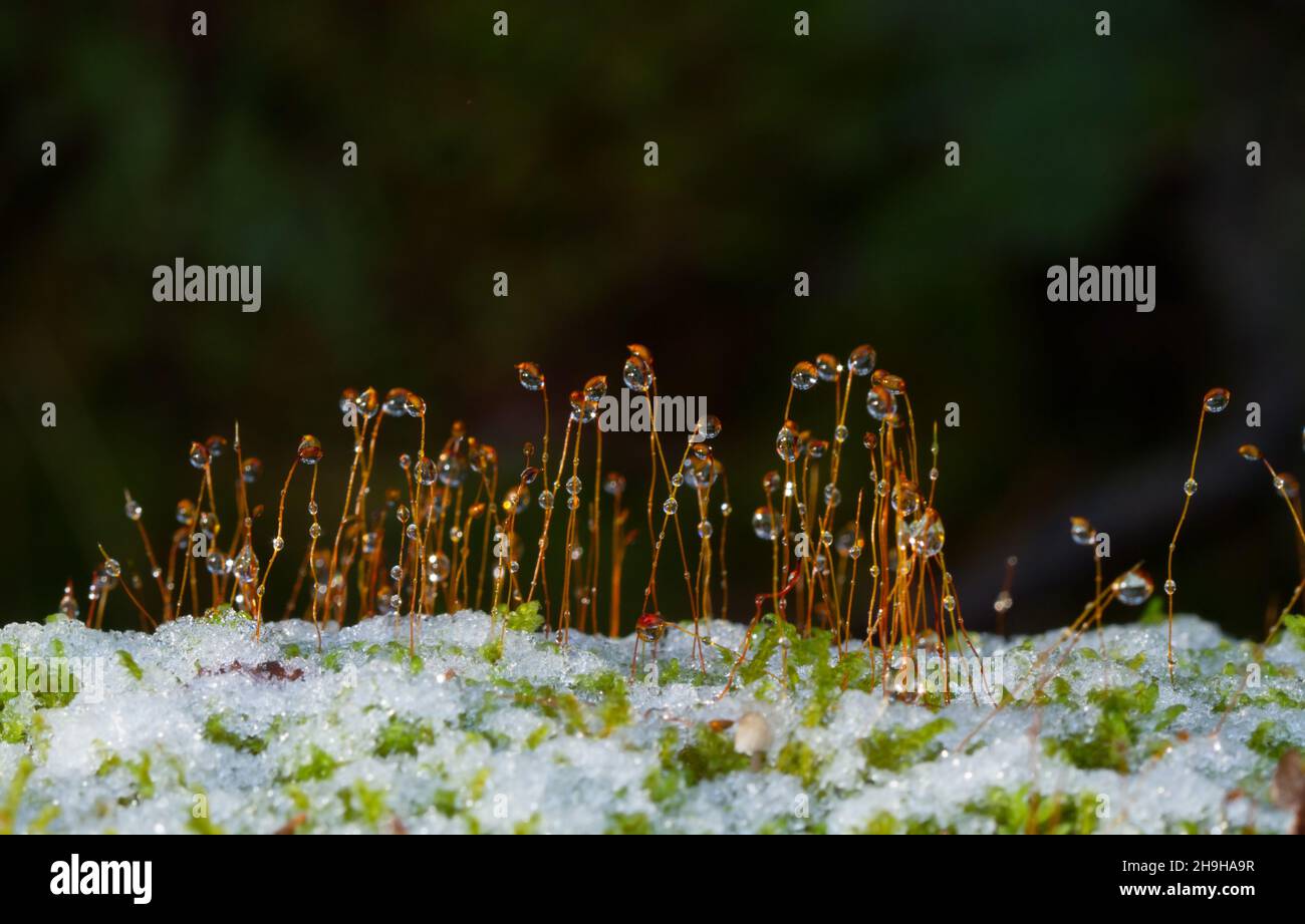Close-up of moss in melting snow, waterdrops on spore capsules Stock Photo