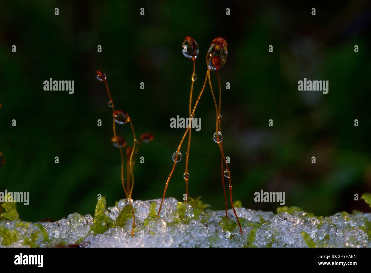 Close-up of moss in melting snow, waterdrops on spore capsules Stock Photo
