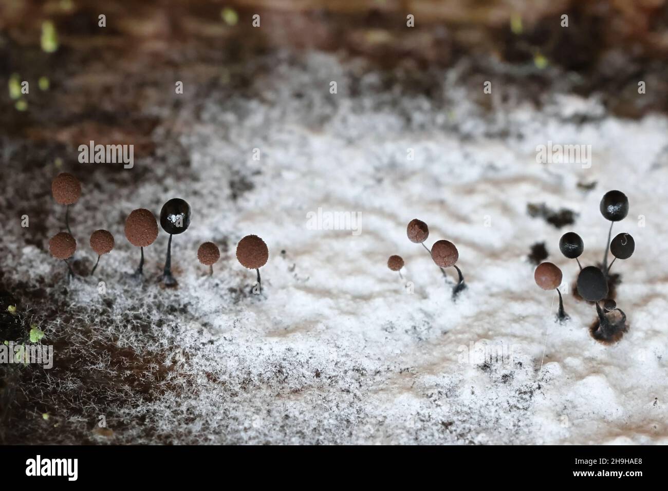 Comatricha nigra, a plasmodial slime mold, sporangia on decaying wood in Finland Stock Photo