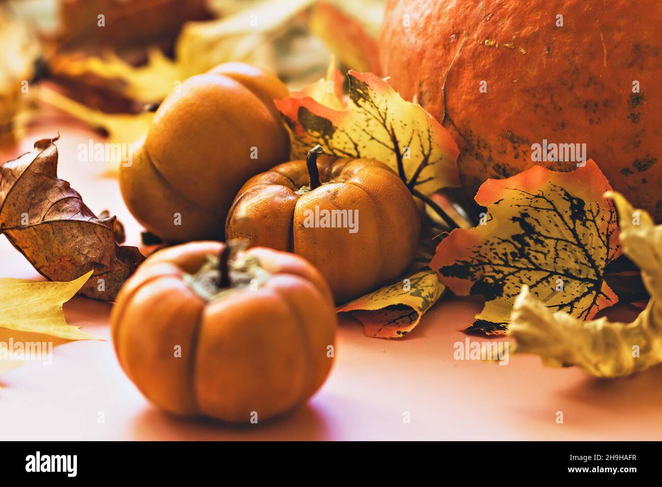 https://c8.alamy.com/comp/2H9HAFR/autumn-still-life-fallen-maple-leaves-and-orange-pumpkins-autumn-harvest-2H9HAFR.jpg