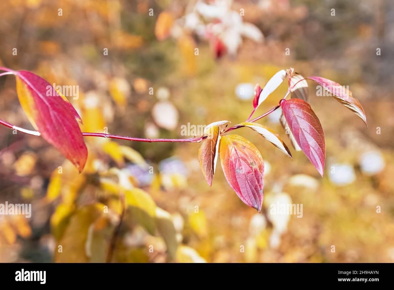 Branch yellow red leaves hi-res stock photography and images - Alamy