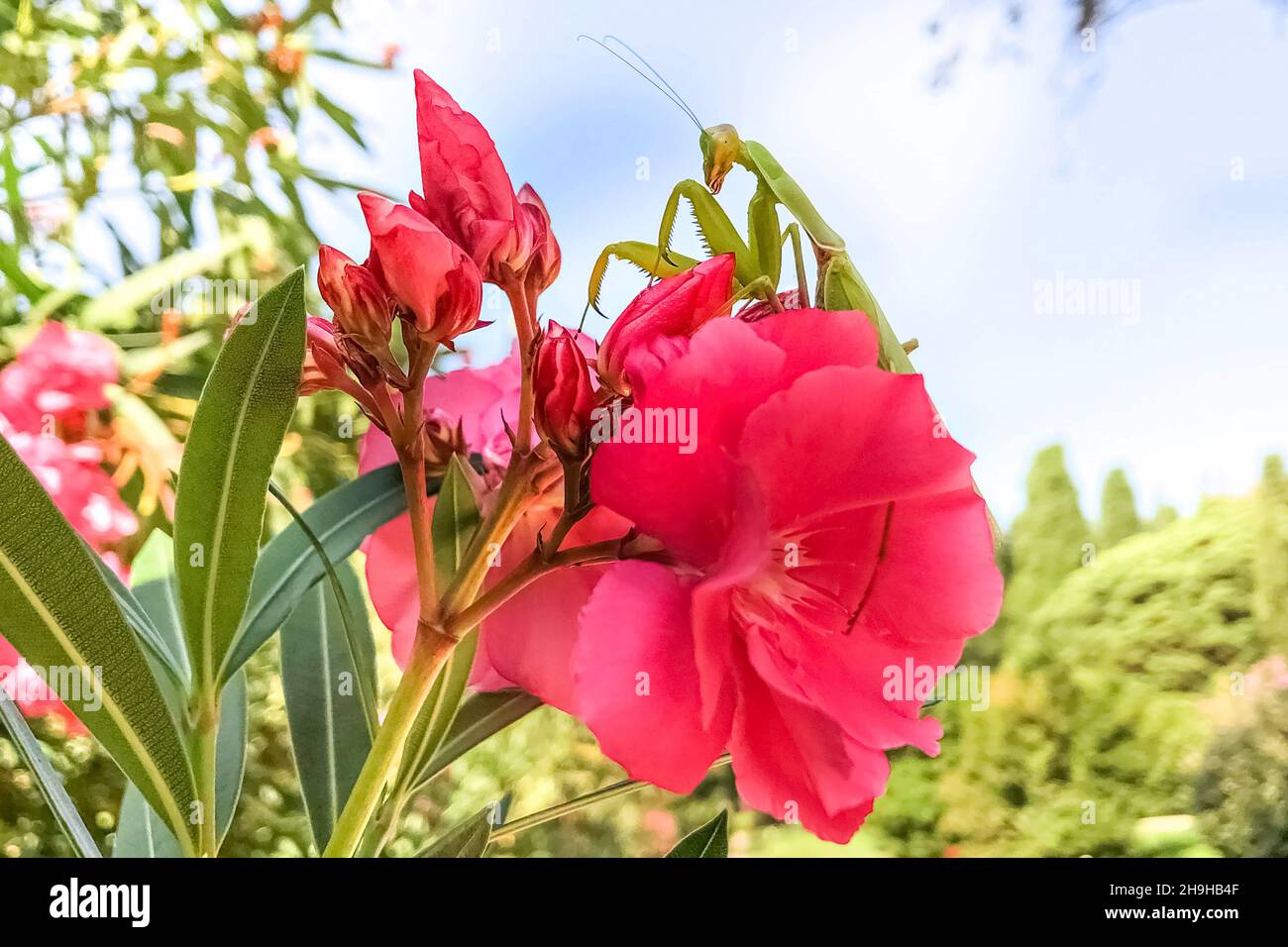 A green mantis sits on a pink rhododendron flower Stock Photo