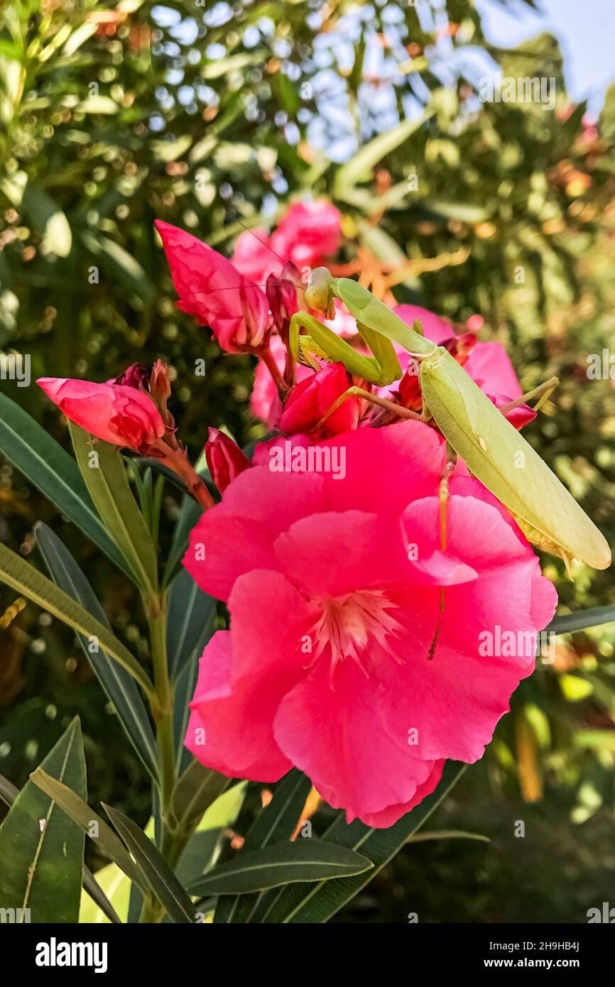 A green mantis sits on a pink rhododendron flower Stock Photo