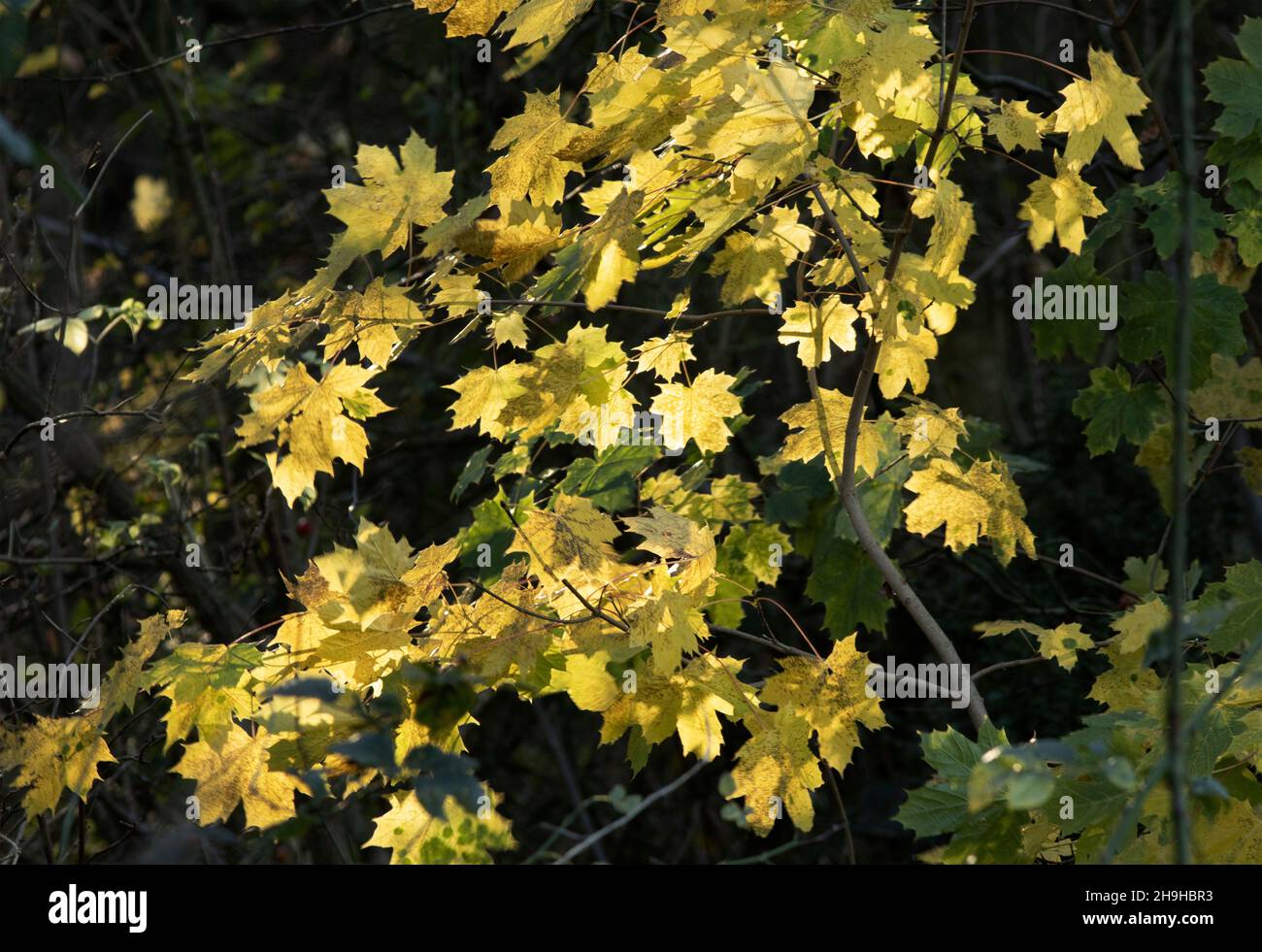 Fall sunlight brightens yellowing leaves on a Sycamore tree. In autumn