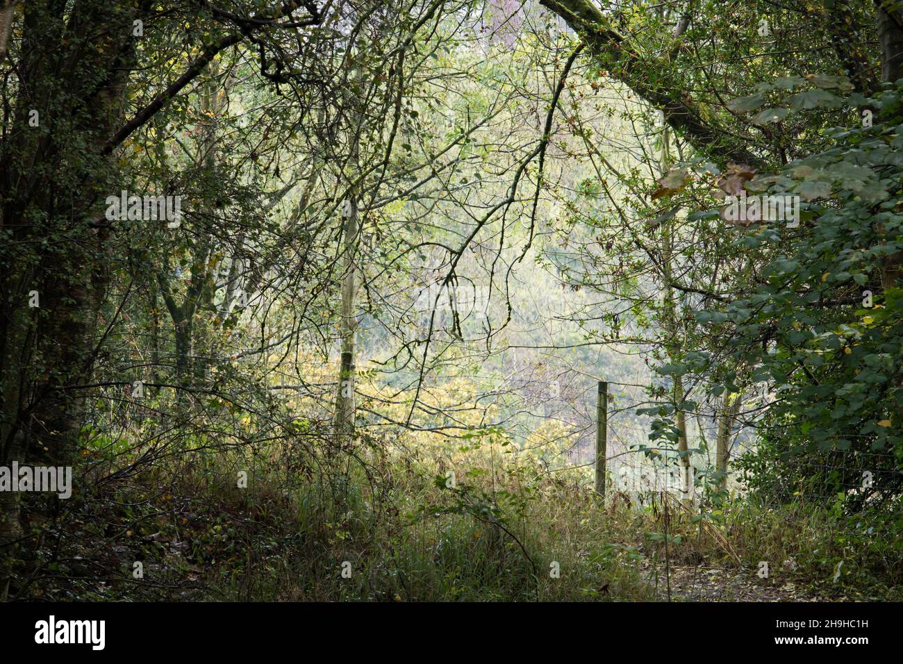 No way through to the distant hazy landscape, in a dense woodland surrounded by a wire fence Stock Photo