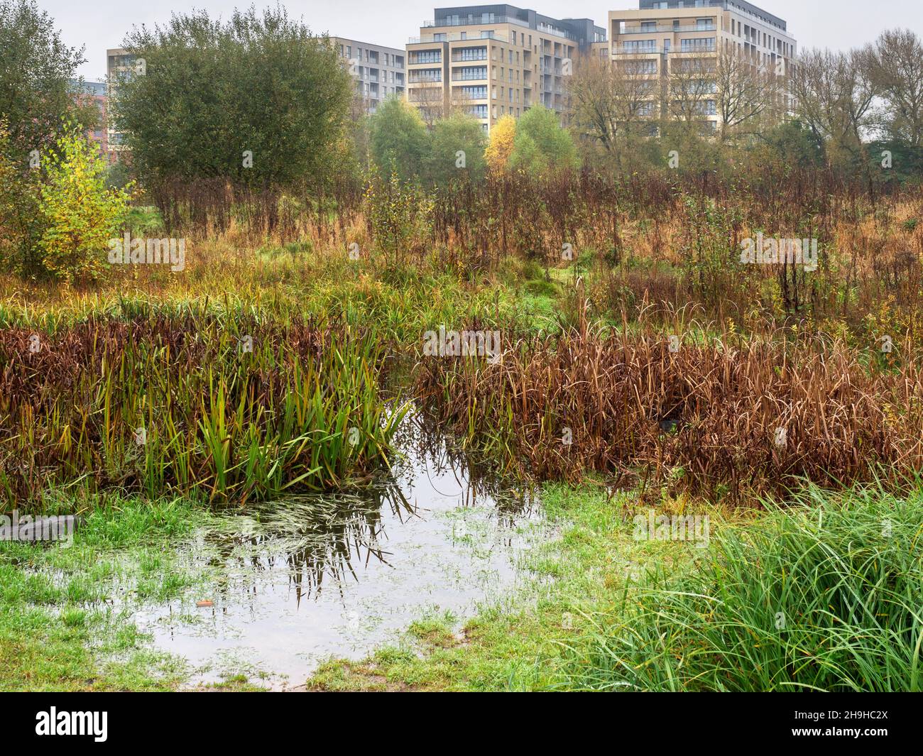 Wetland area in Crescent Meadow in a meander of the River Irwell City of Salford Greater Manchester England Stock Photo