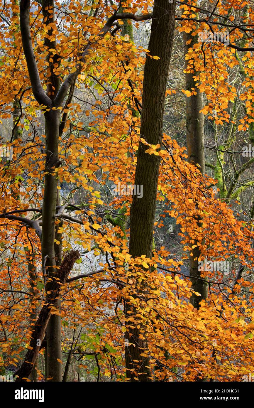 Golden autumn leaves on an abstract section of trees, in natural woodland Stock Photo