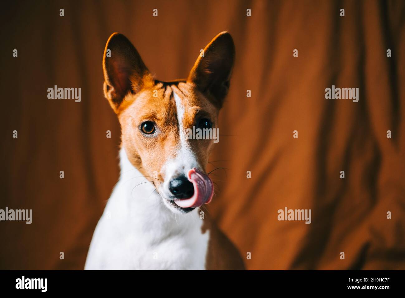 Portrait of red white basenji dog Stock Photo - Alamy
