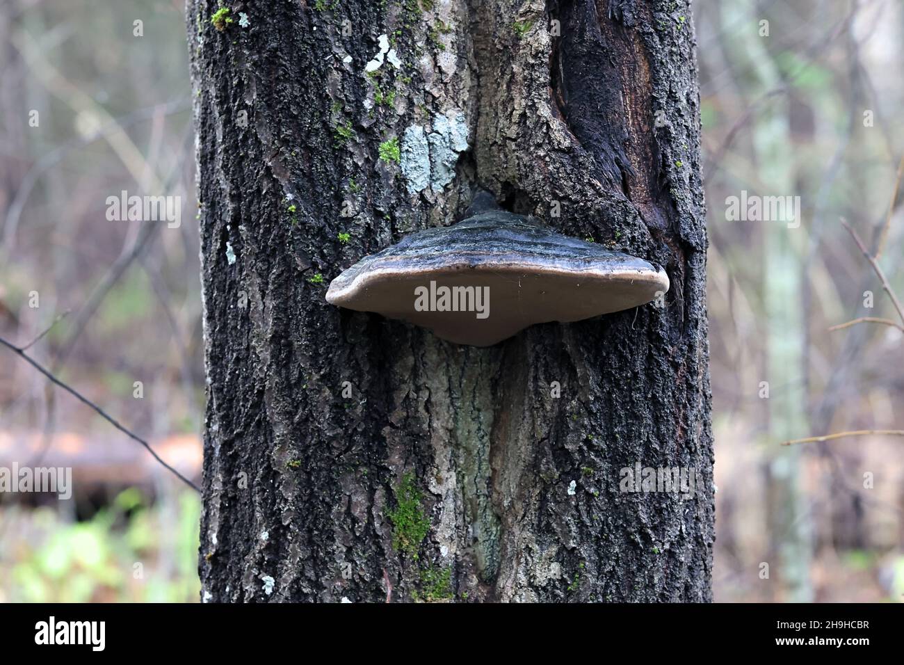 Phellinus populicola, a polypore growing on common aspen, wild bracket fungus from Finland Stock Photo