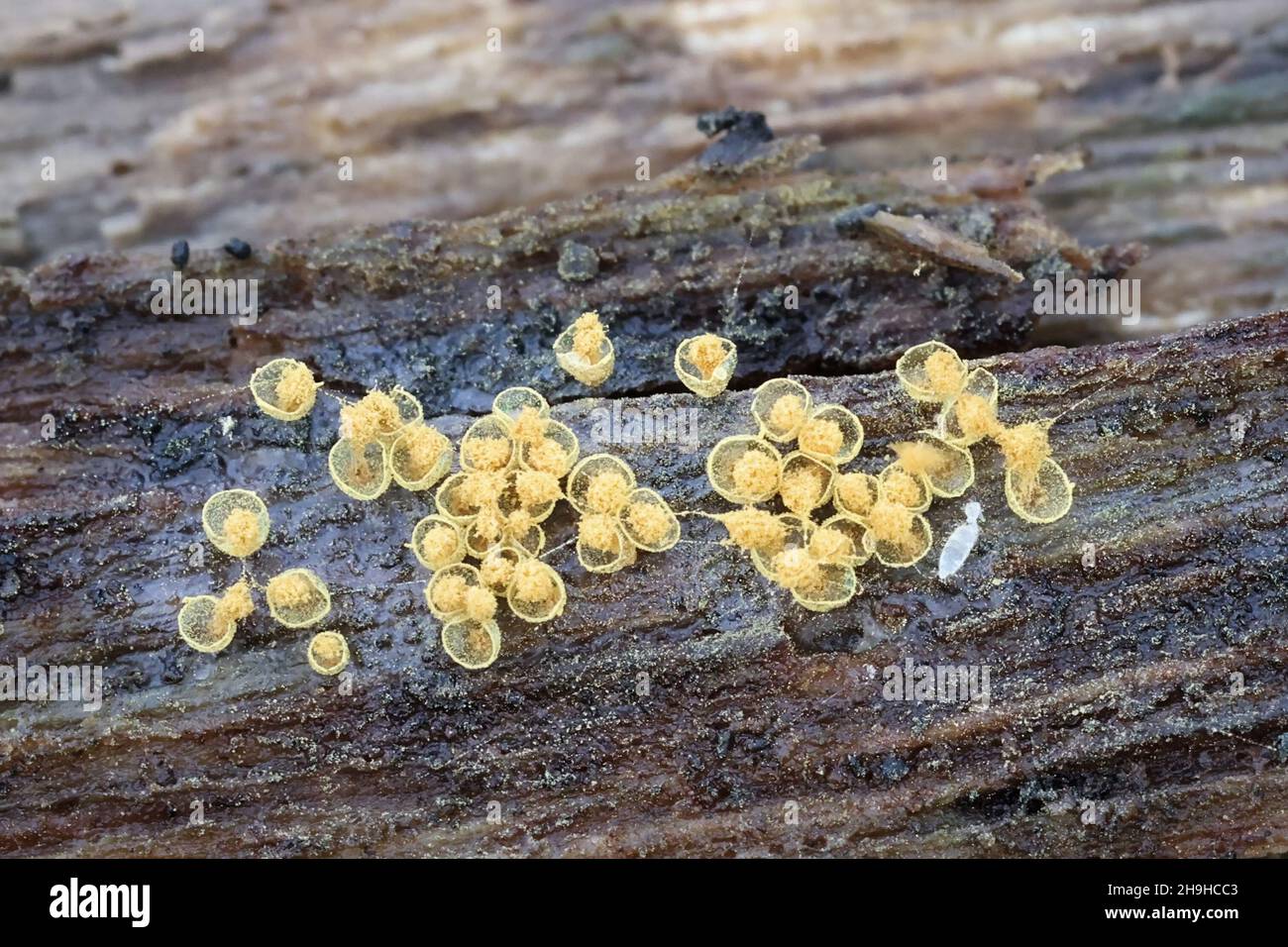 Hemitrichia abietina, also called Trichia abietina, a slime mold from Finland, no common English name Stock Photo