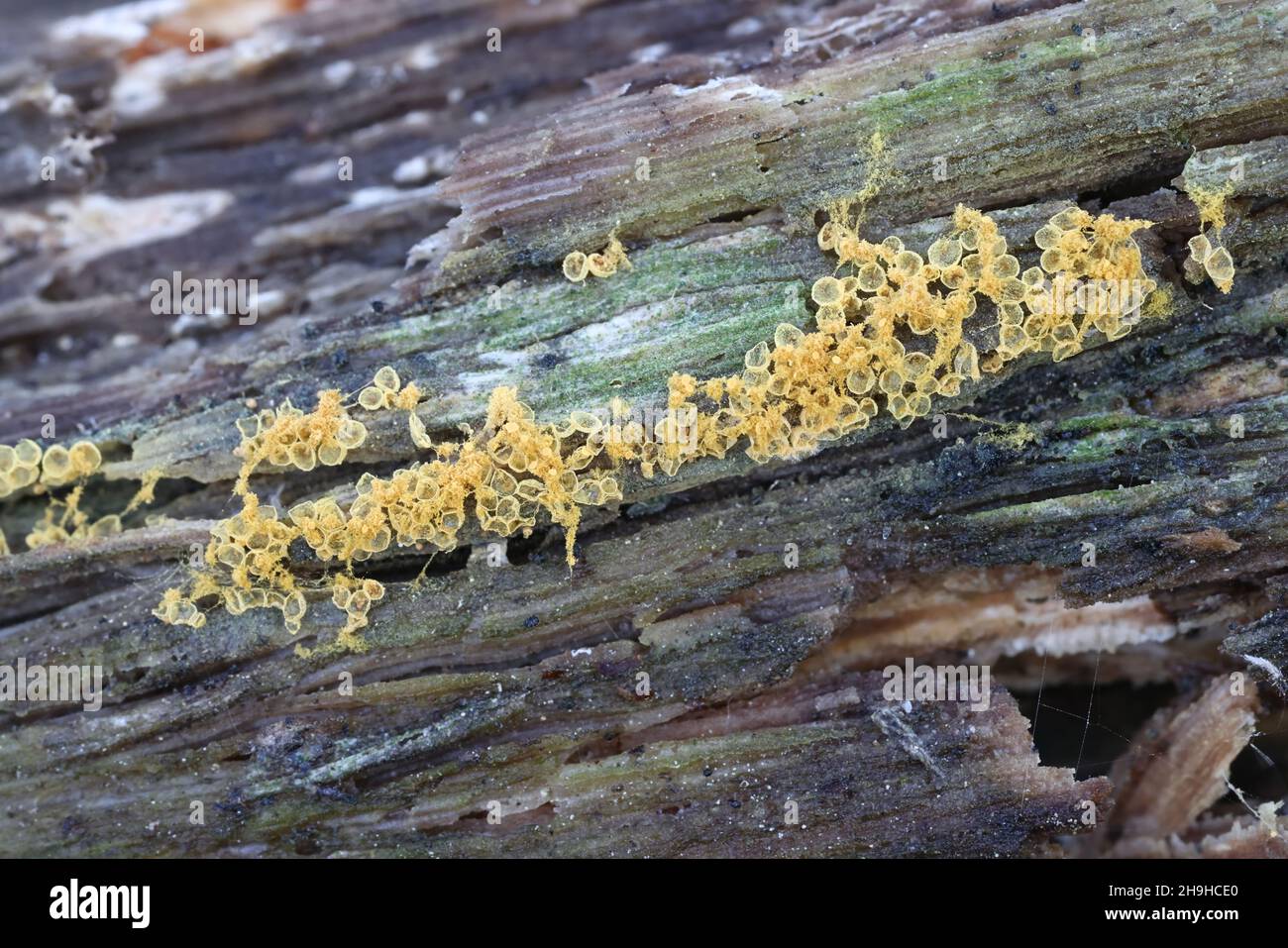 Hemitrichia abietina, also called Trichia abietina, a slime mold from Finland, no common English name Stock Photo