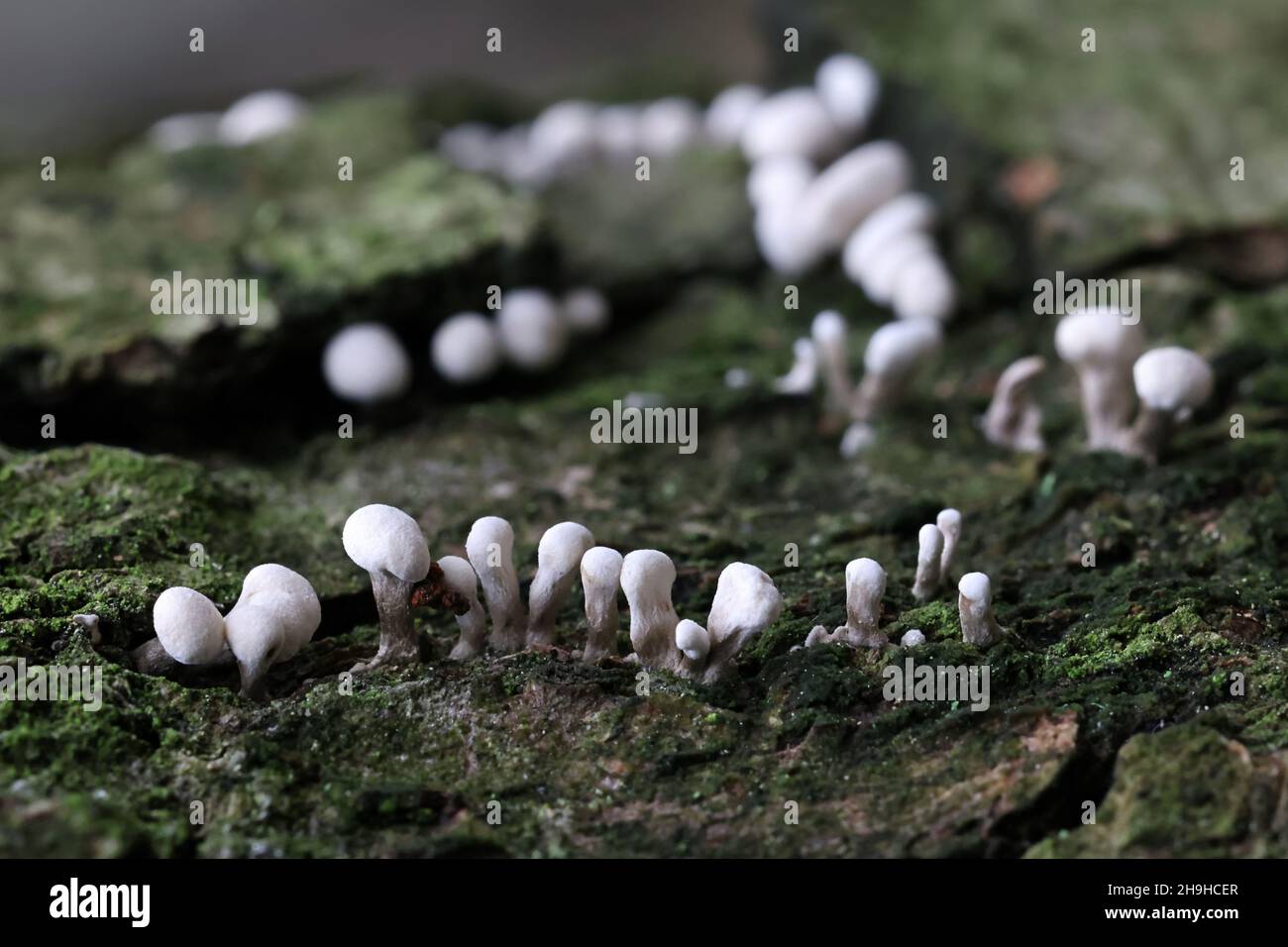 Phleogena faginea, known as Fenugreek Stalkball, wild fungus from Finland Stock Photo