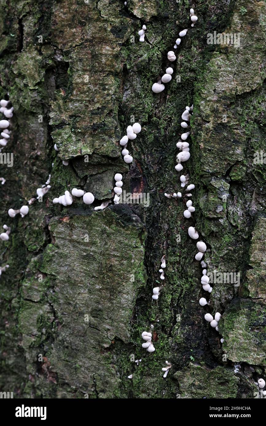Phleogena faginea, known as Fenugreek Stalkball, wild fungus from Finland Stock Photo