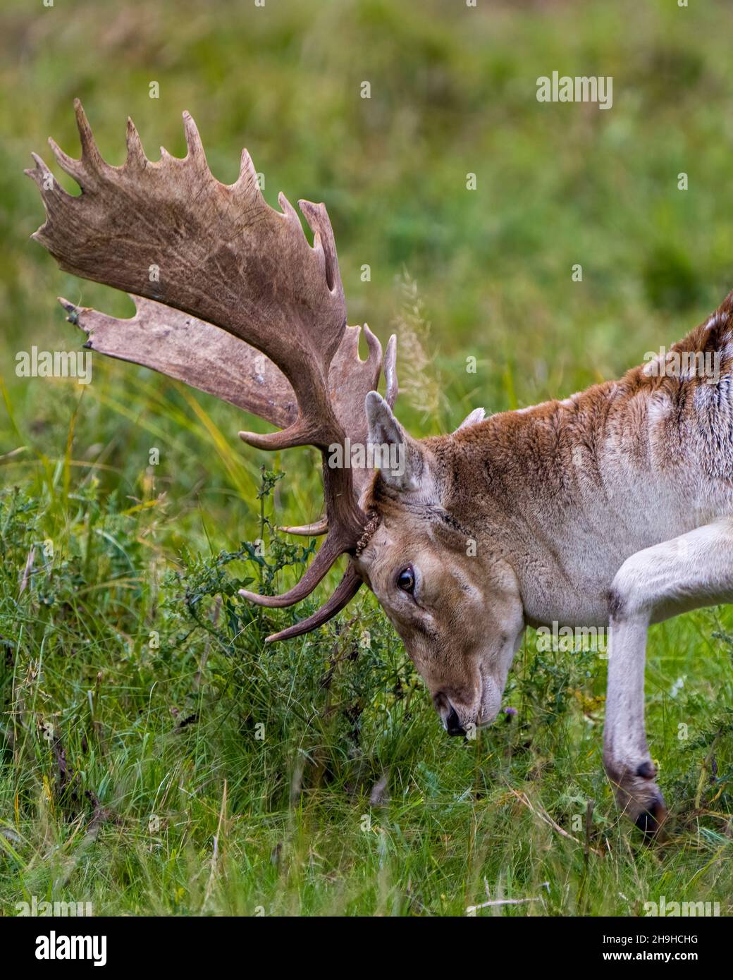 Fallow Deer male head shot close-up with a blur green background in the rutting season in its environment and habitat. Deer Photo and Image Stock Photo