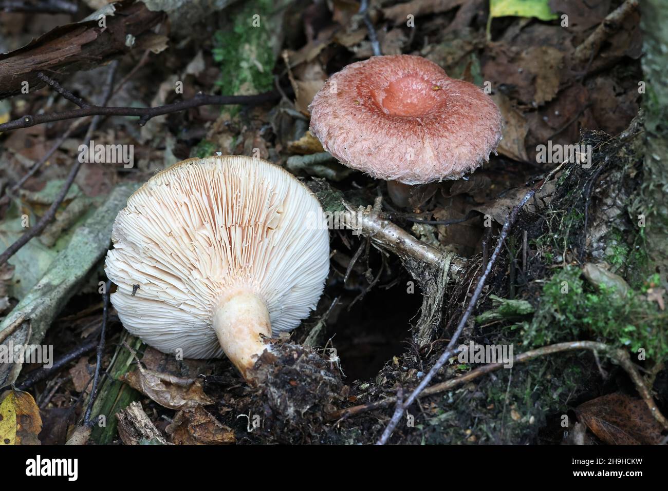 Lactarius torminosus, known as the woolly milkcap or the bearded milkcap, wild mushroom from Finland Stock Photo