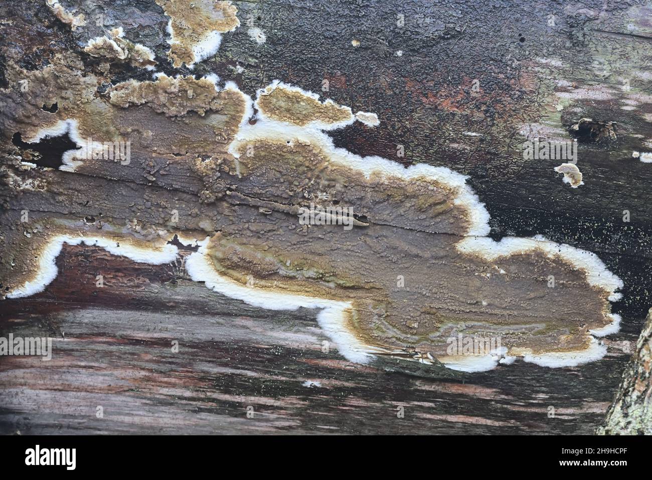 Coniophora puteana, commonly called the cellar fungus or wet rot fungus