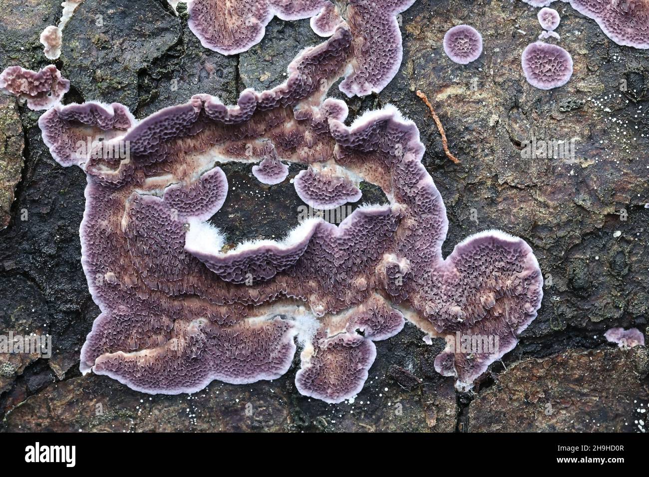 Trichaptum abietinum, known as purplepore bracket fungus or violet-toothed polypore, wild fungus from Finland Stock Photo