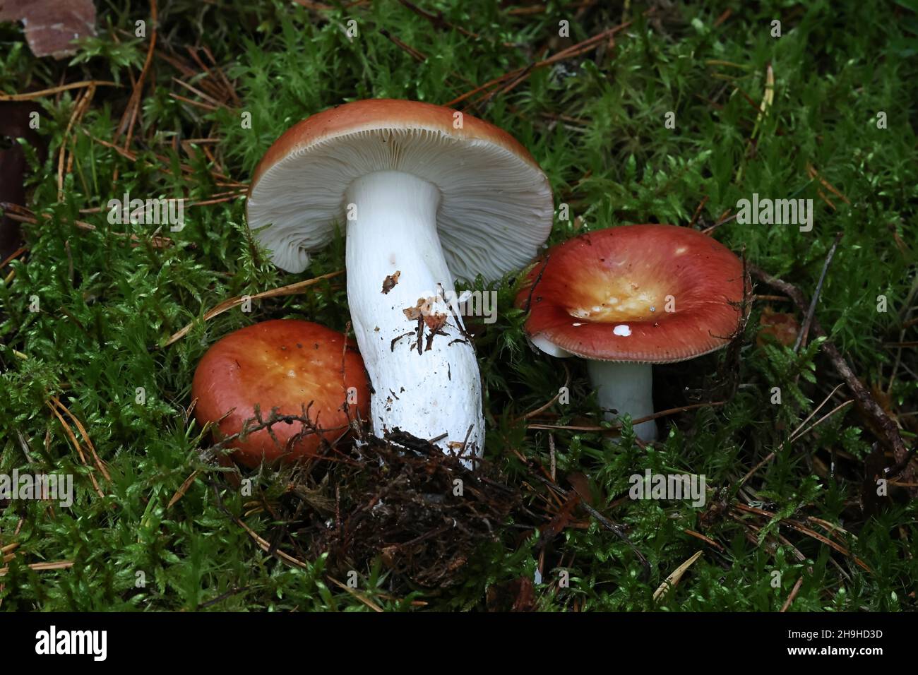 Russula pubescens, a brittlegill mushroom from Finland, no common English name Stock Photo