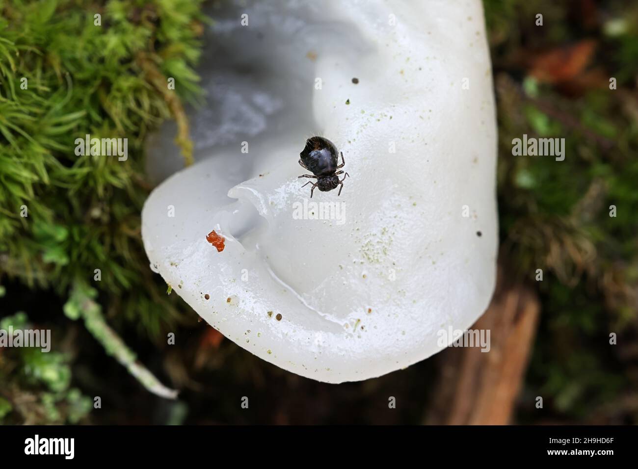 Allacma fusca, a species of springtails Stock Photo