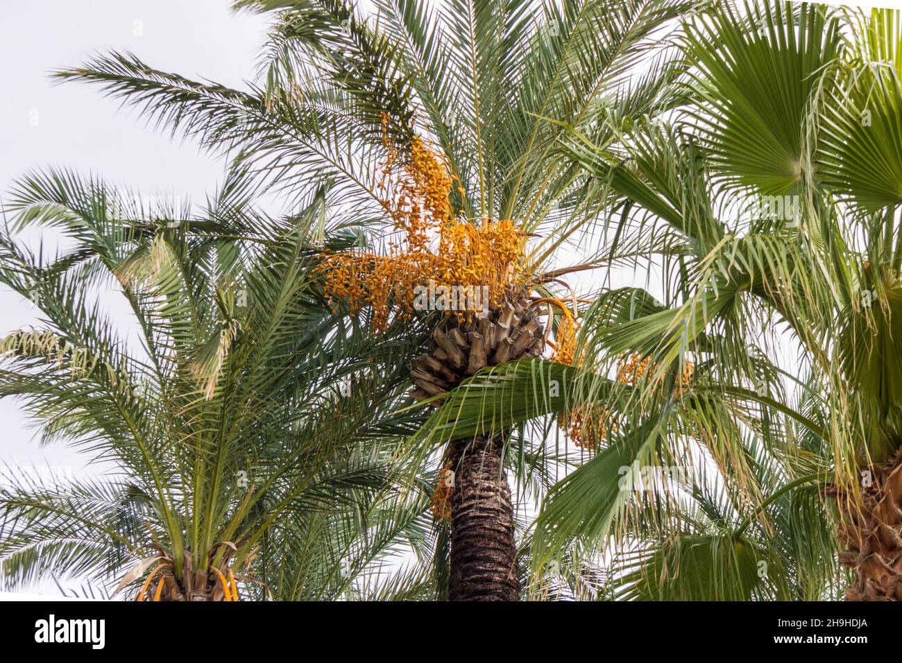 Tall palm tree with fruit hanging hi-res stock photography and