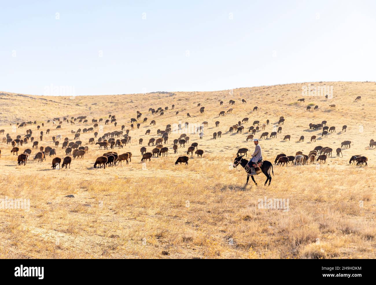 A shepherd watching sheep herd grazing in the Kazakhstan steppe. Sheep cattle in Kazakh pasture. Stock Photo