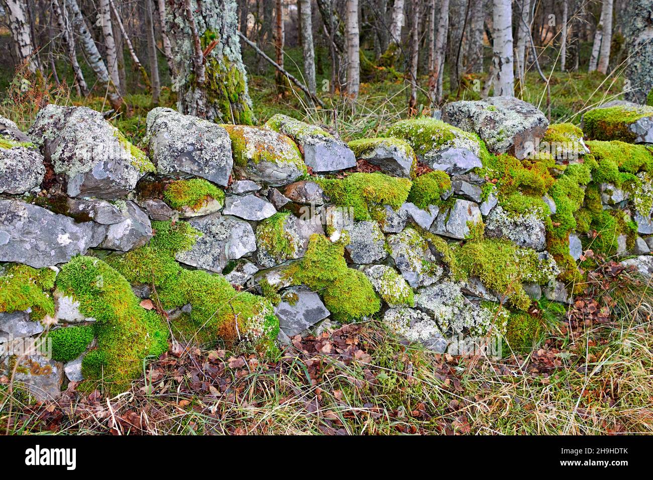 GROWTH OF MOSS Bryophyta GROWING ON LICHEN COVERED STONES IN A WALL Stock Photo
