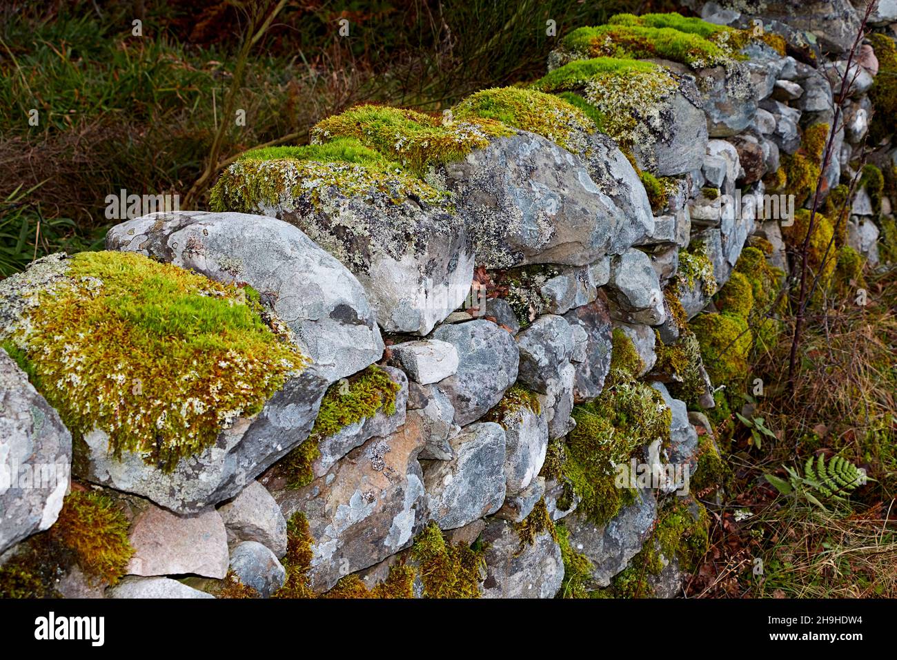 GROWTHS OF MOSS Bryophyta GROWING ON LICHEN COVERED STONES IN A WALL Stock Photo