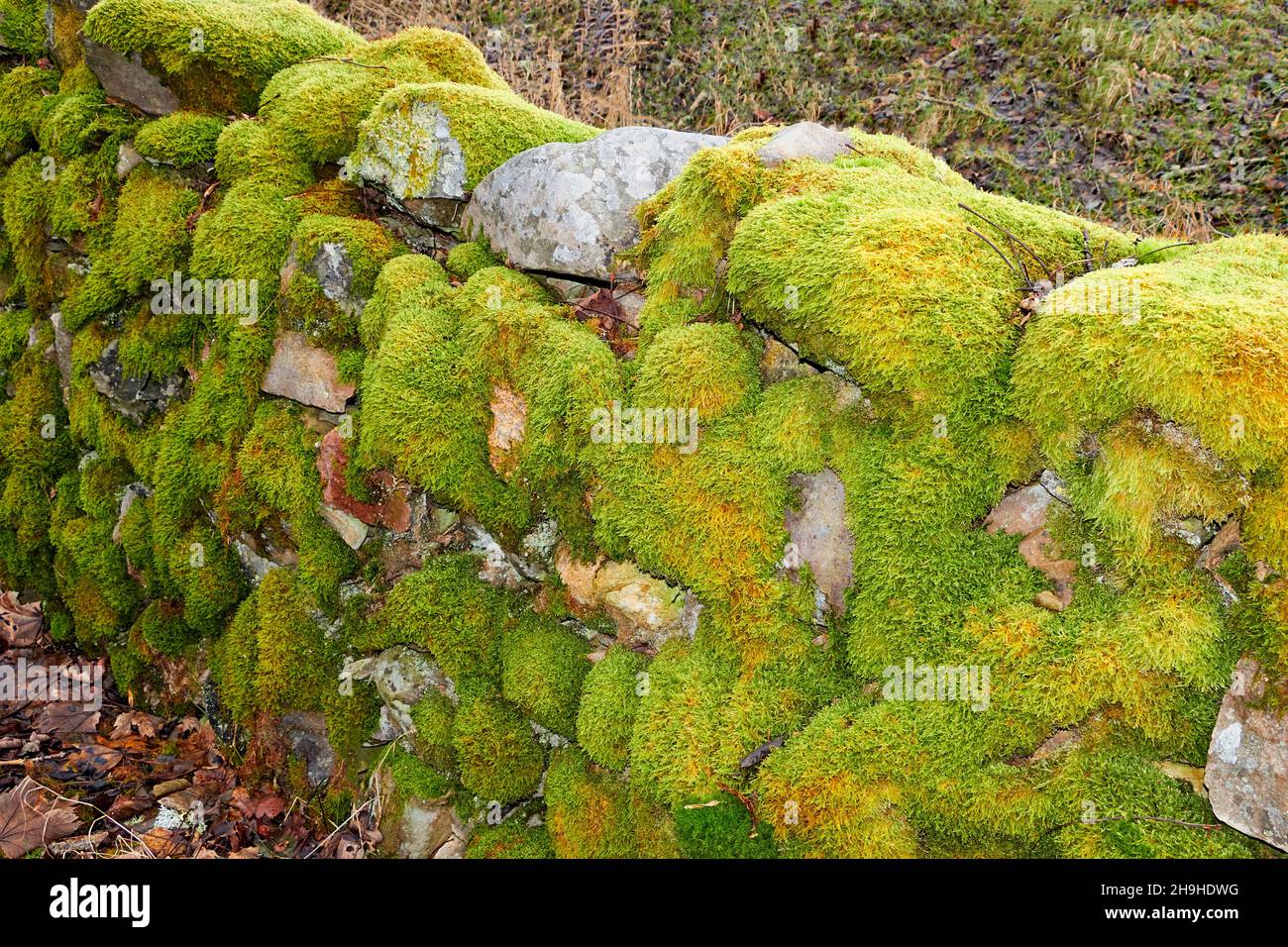 GROWTHS OF MOSS Bryophyta GROWING ON LICHEN COVERED STONES IN AN OLD WALL Stock Photo