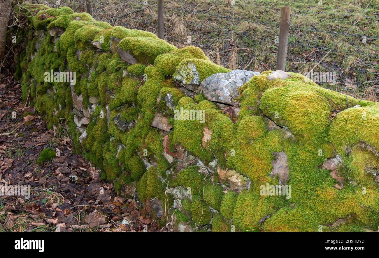 MOSS Bryophyta GROWING ON STONES IN A WALL Stock Photo