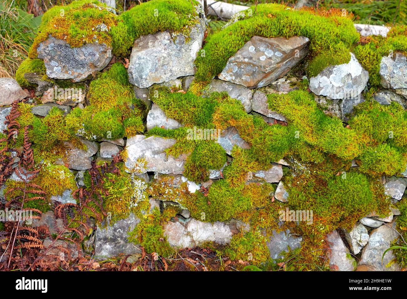 PROLIFIC GROWTH OF MOSS Bryophyta GROWING ON LICHEN COVERED STONES IN A WALL Stock Photo
