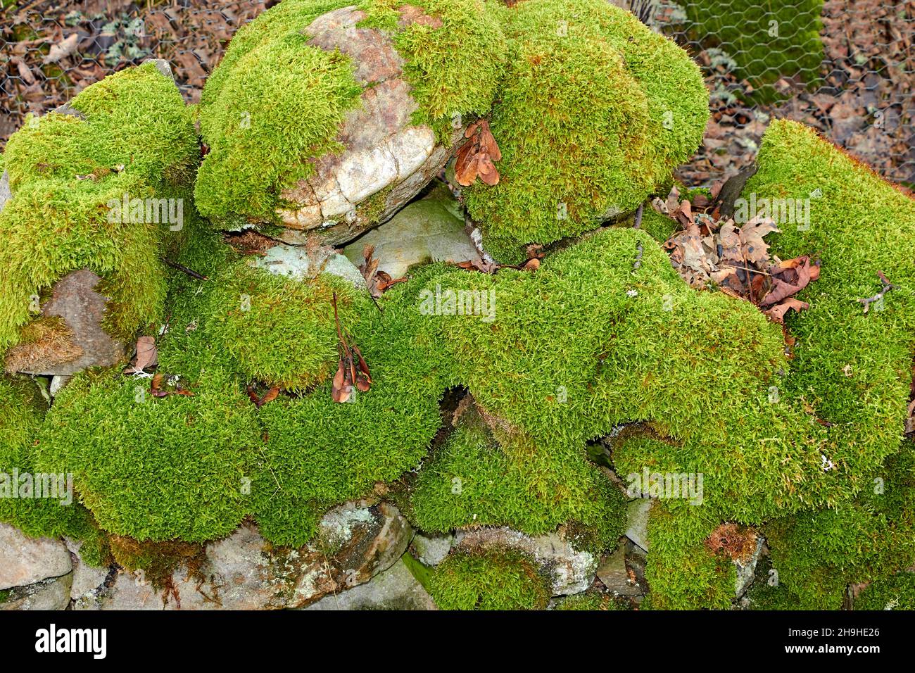 PROLIFIC GROWTH OF MOSS Bryophyta GROWING ON STONES IN A WALL Stock Photo