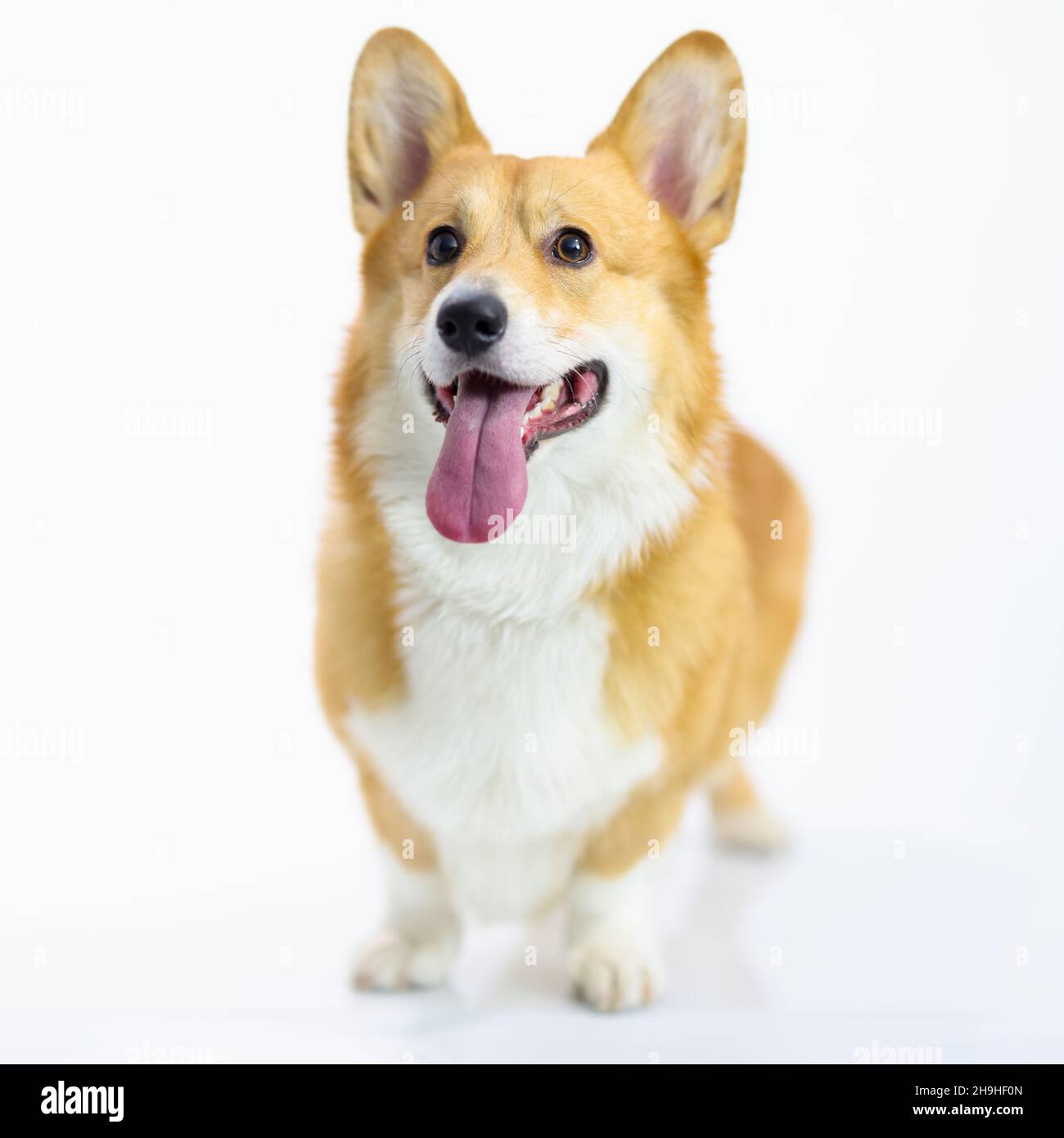 Welsh corgi pembroke puppy stands on white background Stock Photo - Alamy
