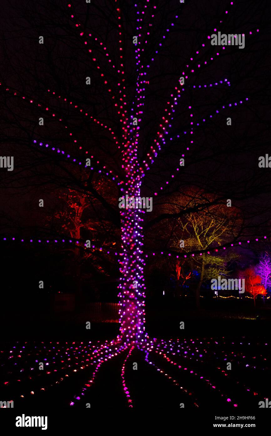 Christmas light display at Kew Gardens, London, UK Stock Photo Alamy