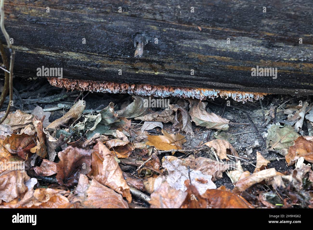 Pycnoporellus alboluteus, commonly known as the orange sponge polypore, wild fungus from Finland Stock Photo
