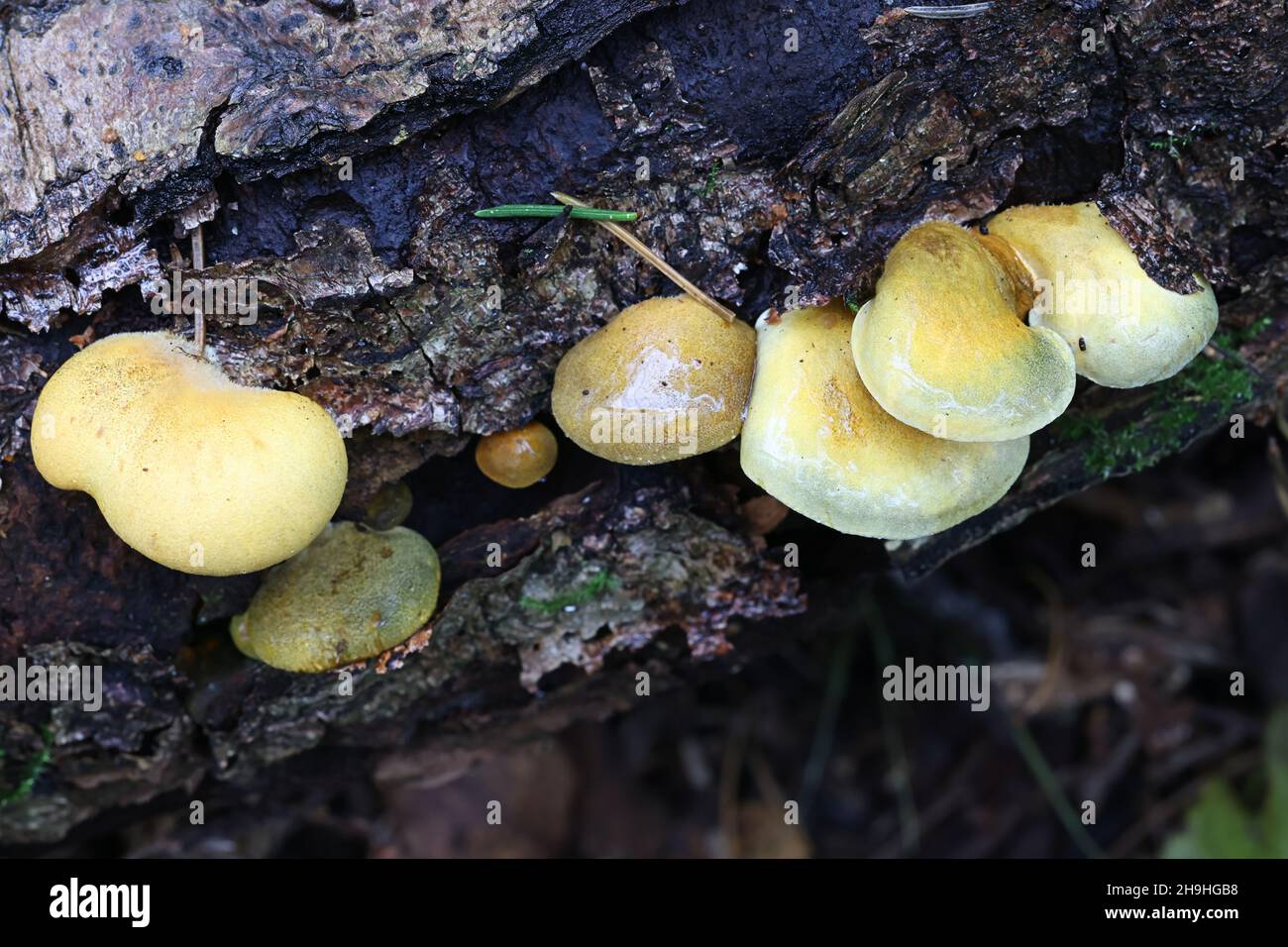 Sarcomyxa serotina, commonly known as the late oyster or olive oysterling, wild mushroom from Finland Stock Photo