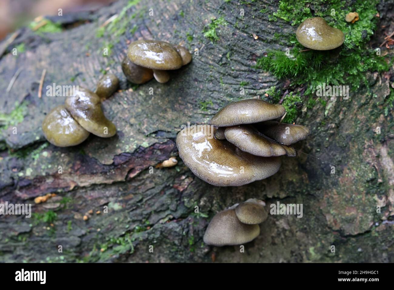 Sarcomyxa serotina, commonly known as the late oyster or olive oysterling, wild mushroom from Finland Stock Photo