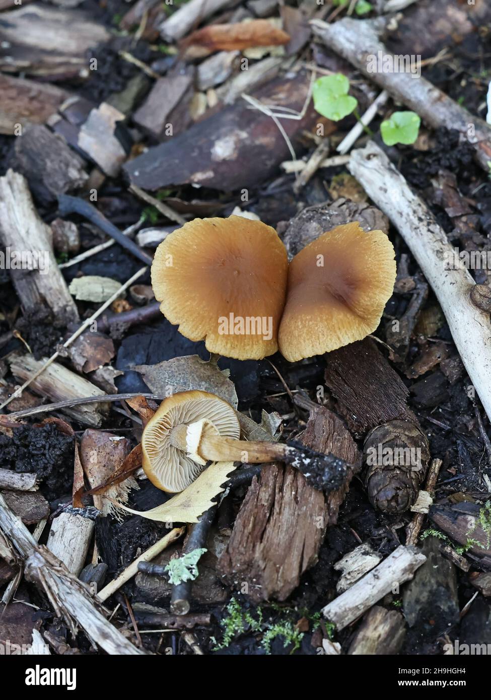 Cyclocybe erebia, also called Agrocybe erebia, commonly known as dark fieldcap, wild mushroom from Finland Stock Photo