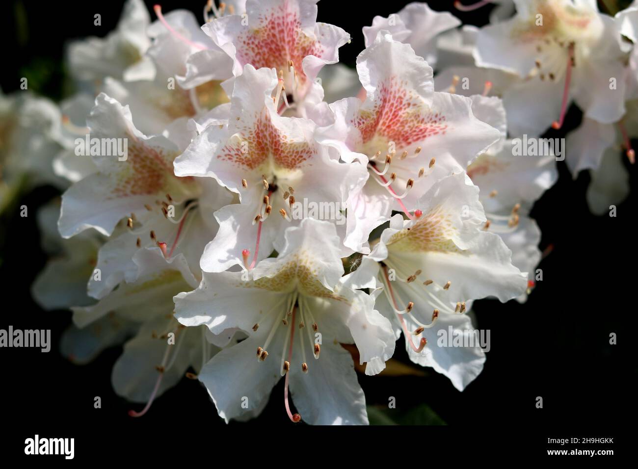 Rhododendron fauriei hi-res stock photography and images - Alamy