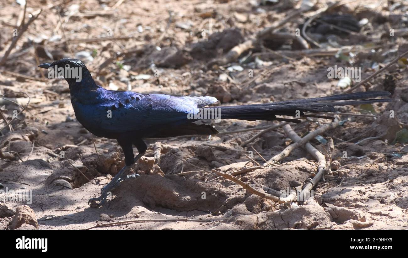 A long-tailed glossy starling (Lamprotornis caudatus) foraging on the ground. Kaur.  The Republic of the Gambia. Stock Photo
