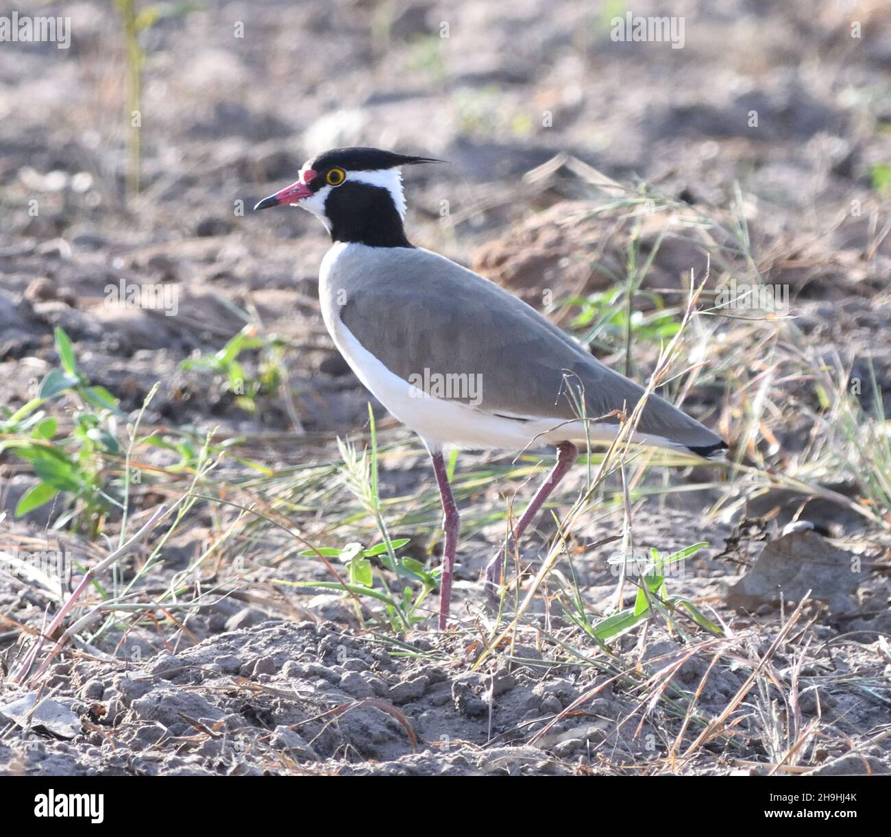 A black-headed lapwing (Vanellus tectus) foraging in a cultivated field. Kaur.  The Republic of the Gambia. Stock Photo